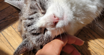 aminata pet sitter à PARIS 18 75018_12
