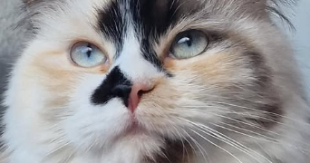 dalila pet sitter à MARSEILLE 13 13013_0