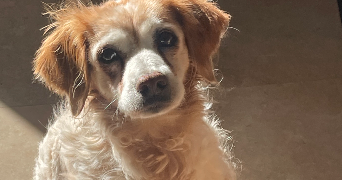 selma pet sitter à LORGUES 83510_6