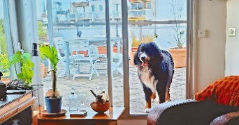 marine pet sitter à PARIS 20 75020_6