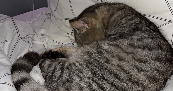 anaïs pet sitter à MONTPELLIER 34080_3