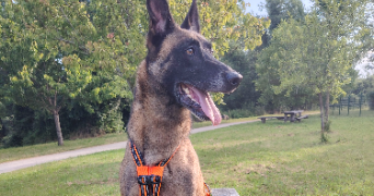 héloïse  pet sitter à Fontenay Le Comte 85200_4
