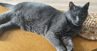 claire pet sitter à ANGERS 49000_3
