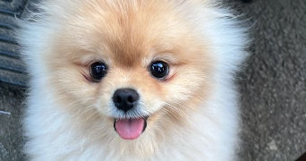 ameline pet sitter à Angers 49100_7