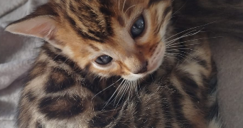 chloé pet sitter à NOISY LE ROI 78590_1