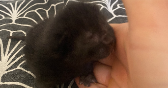 matheo pet sitter à Belley 01300_6