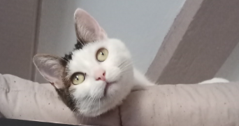 laetitia pet sitter à BOULAY MOSELLE 57220_0