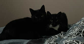 jeanne pet sitter à MONT ST AIGNAN 76130_1