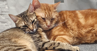 aurore pet sitter à RIVES 38140_0