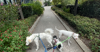 elie pet sitter à PARIS 11 75011_5