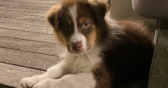 ashley pet sitter à TOULOUSE 31100_8