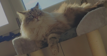 erine pet sitter à DUNKERQUE 59240_3
