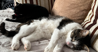 lea pet sitter à Étampes 91150_1