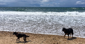 mailen pet sitter à BIARRITZ 64200_3