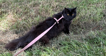 camille pet sitter à LIGNE 44850_3