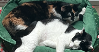 myrcéa pet sitter à NOISY LE GRAND 93160_2