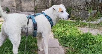 joanna pet sitter à ROUEN 76000_12