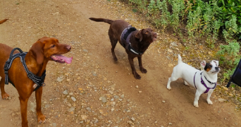 laurent pet sitter à GRAND COMBE CHATELEU 25570_1