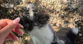 basma pet sitter à BESANCON 25000_2