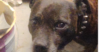sylvie pet sitter à Livry-Gargan 93190_4