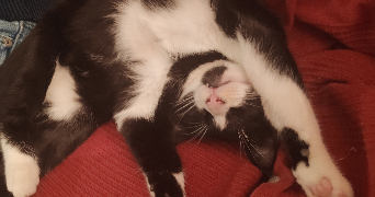 niewiarowski frère pet sitter à LA CHAPELLE SUR ERDRE 44240_3