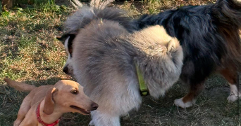 axelle pet sitter à FONTENAY SOUS BOIS 94120_2