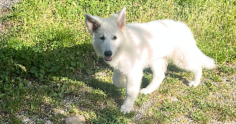 maya pet sitter à BESANCON 25000_3