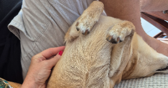 aude pet sitter à Mandelieu-la-Napoule 06210_10