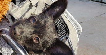 dounia pet sitter à PARIS 20 75020_4