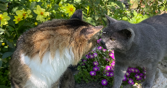 ceyliane pet sitter à SOLIGNAT 63500_1