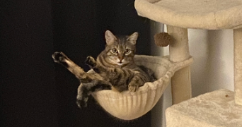 fannie pet sitter à PONT STE MAXENCE 60700_1
