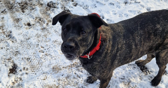 camille pet sitter à FONTENAY AUX ROSES 92260_1