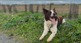 lucie pet sitter à ARS EN RE 17590_1