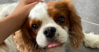 roxanne pet sitter à ANGLET 64600_5