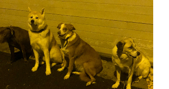 cécile dog sitter à HAUBOURDIN 59320_4