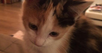 eva luna pet sitter à DUNKERQUE 59140_1
