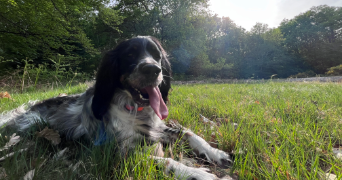 lorena pet sitter à ROMAINVILLE 93230_4