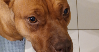 léo pet sitter à ST DENIS 93210_6