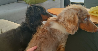 marie dog sitter à ANNECY 74000_2