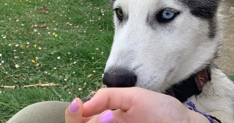 kelly pet sitter à ST HILAIRE SUR RISLE 61270_3