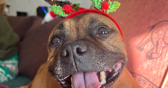 thibault pet sitter à TOULON 83200_2