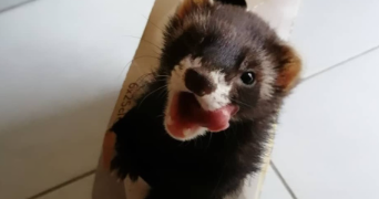 claire pet sitter à BOLBEC 76210_5