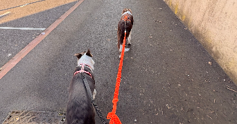 sarah pet sitter à HAYANGE 57700_2