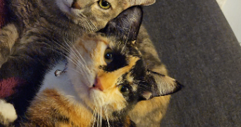 wendy pet sitter à GRAULHET 81300_1
