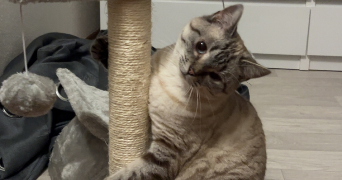 ludivine pet sitter à ST LUBIN DES JONCHERETS 28350_0