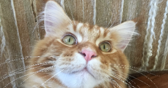 charlotte pet sitter à LA CROIX HELLEAN 56120_1