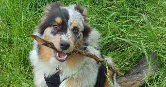 audrey pet sitter à DOUVRES LA DELIVRANDE 14440_2