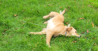 mélody dog sitter à BORAN SUR OISE 60820_5