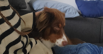 eléonore pet sitter à BORDEAUX 33200_7