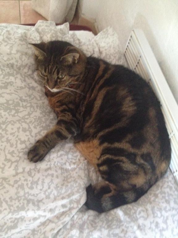 veronique pet sitter à Épinay-sur-Seine 93800_3